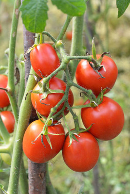 Kritharth Creation tomato Seed(35 per packet)