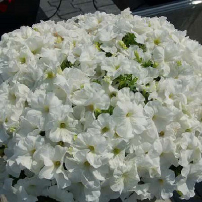 Quentova Mambo White Petunia-SNIG-3C Seed(50 per packet)