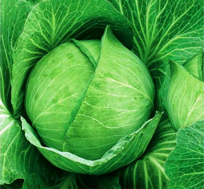 WILLVINE ROX -XII Vegetable Cabbage Green Late [10g] Seed(3000 per packet)