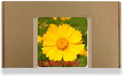 CYBEXIS Coreopsis Flower Seeds-50 Seeds Seed(50 per packet)