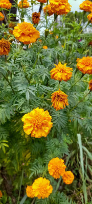 Natures Yard marigold/gende ka phool flower seeds Seed(75 per packet)
