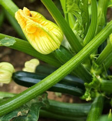 WILLVINE Zucchini Seed(100 per packet)