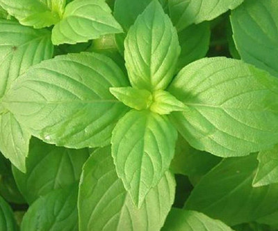 VibeX ® XLR-14 Lemon Basil Herb Seeds Seed(1000 per packet)