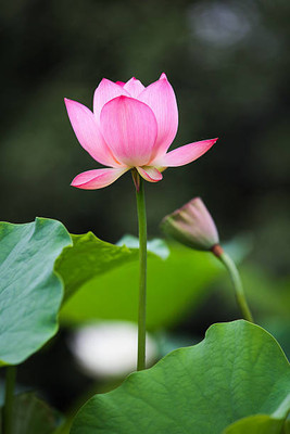 Elysian Enterprises lotus,kamal gatta Seed(14 per packet)