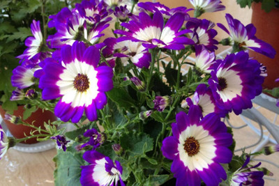 Epazo Cineraria Early Perfection Mixed Seed(20 per packet)
