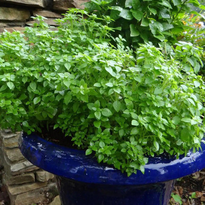 WILLVINE XL-10 Boxwood Basil Seeds Seed(2000 per packet)