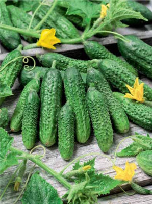 Quentova Cucumber Parisian Gherkin Pickling Heirloom Non GMO-VDI-2B Seed(200 per packet)