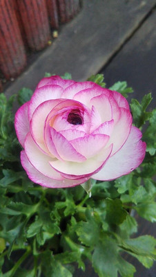 Epazo Imported Double Peony Ranunculus Flower Bulbs For Indoor/Outdoor Gardening Seed(4 per packet)