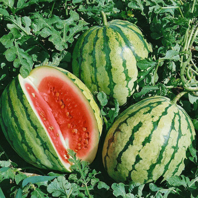CYBEXIS GBPUT-78 - Dixie Queen Watermelon - (150 Seeds) Seed(150 per packet)