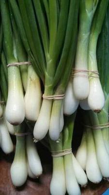 Qualtivate PUA5-A SPRING CUT BUNCHING ONION SEEDS Seed(500 per packet)