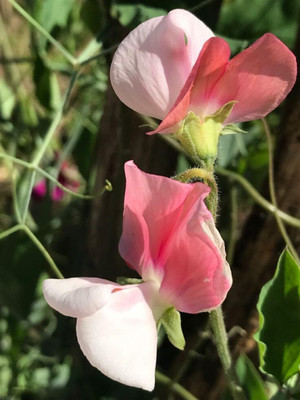 Lorvox Sweet Pea Flower Seeds F1 Hybrid Seed(22 per packet)