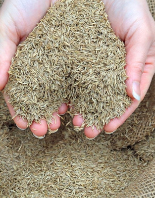 BDSresolve Australian grass seed for lawn PACK OF 3009 Seed(7500 per packet)