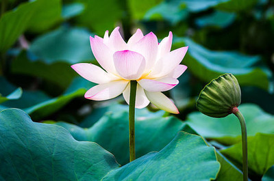 DORVIK lotus,kamal gatta Seed(10 per packet)