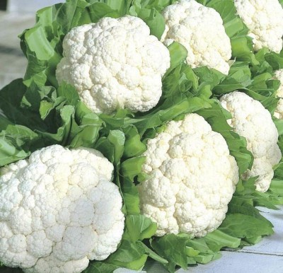 CYBEXIS Bright Snow Cauliflower Variety2000 Seeds Seed(2000 per packet)