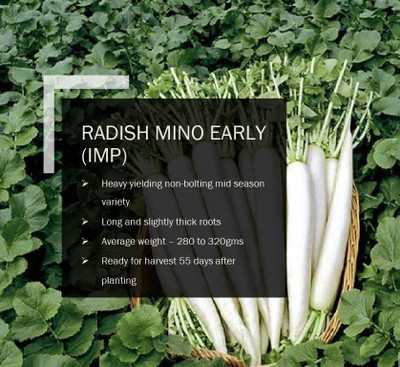 CYBEXIS RADISH MINO EARLY (IMP) SEEDS(1000 Seeds) Seed(1000 per packet)