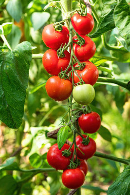 Natural World tomato Seed(140 per packet)