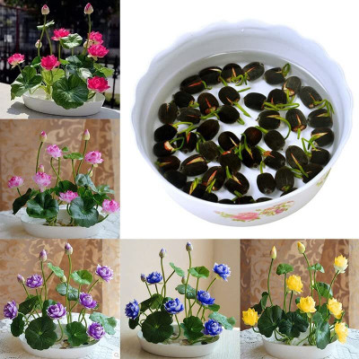 CRGO LOTUS , KAMAL Seed(30 per packet)