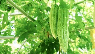 Oliver F1 BEST QUALITY BITTER GOURD SEEDS Seed(15 per packet)