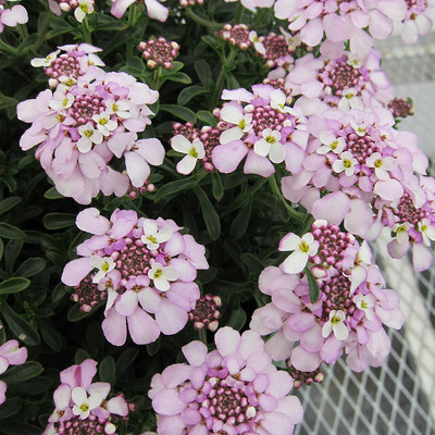 CEZIUS Candytuft, Iberis Pink Ice Seed(60 per packet)