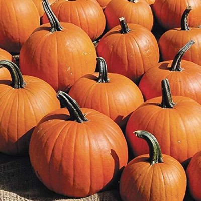 KNESSiN Field Pumpkin - Pumpkin Semi-Shrubby[100 Seeds] Seed(100 per packet)