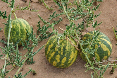 WILLVINE Colocynth/Bitter Apple/Bitter Cucumber/Indrayan Phal-[200 Seeds] Seed(200 per packet)