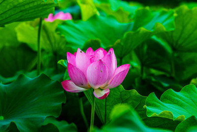 Mewar Impex lotus,kamal seeds Seed(15 per packet)