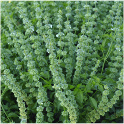 CYBEXIS VVI-38 - Organic Lime Basil - (4500 Seeds) Seed(4500 per packet)
