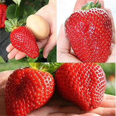 CYBEXIS Red Strawberry Seeds400 Seeds Seed(400 per packet)