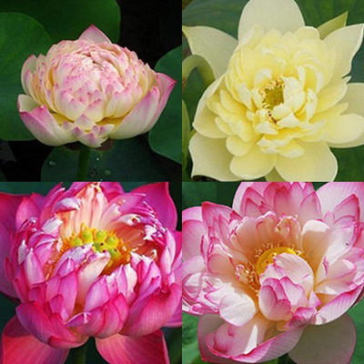 CYBEXIS TLX-75 - Aquatic Lotus Flower - (270 Seeds) Seed(270 per packet)