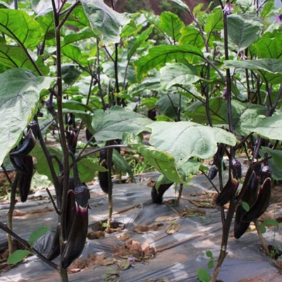 CYBEXIS Brinjal Chu Chu Eggplant Seeds in Northeast1200 Seeds Seed(1200 per packet)