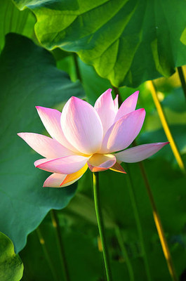 Kesariwala lotus,kamal gatta Seed(10 per packet)