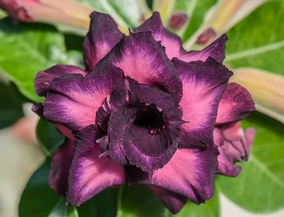 Qualtivate LXI-502 Adenium obesum Mixed Colours Seed(30 per packet)