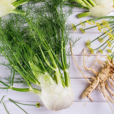 CYBEXIS LX-98 - Fennel Florence - (250 Seeds) Seed(250 per packet)