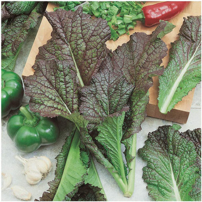 VibeX ® VXI-223 Red Giant Mustard Seeds Seed(500 per packet)