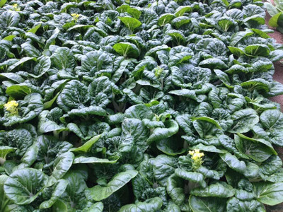 WILLVINE SCI -XVI Tatsoi Mustard Green Chinese Cabbage [50g] Seed(15000 per packet)