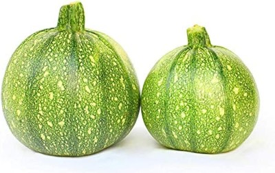 KNESSiN Zucchini Green Slender Seed(300 per packet)