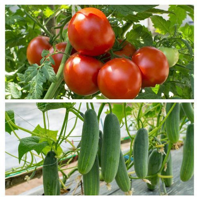 LiveNature Tomato and Cucumber Vegetable Seed, Pack Of 25 Seed Tomato + 25 Cucumber Seed(50 per packet)