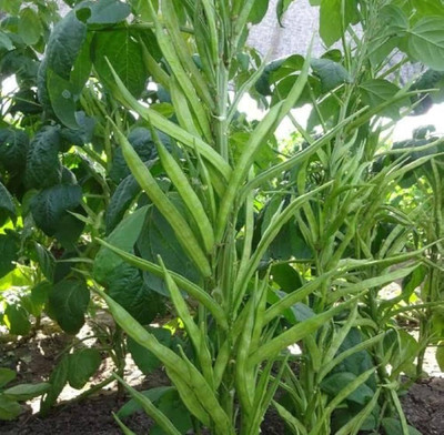 Flipkart SmartBuy Cluster Beans Guar Seed(25 per packet)