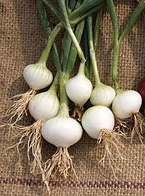 Qualtivate PUA-1A Onion - Barletta - Cocktail Onions Seed(500 per packet)