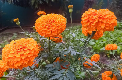 everlite marigold,gende ka phool seeds Seed(20 per packet)