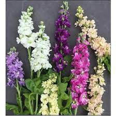 KANAYA Stock Matthiola Incana Double Mix Flower Seed(25 per packet)