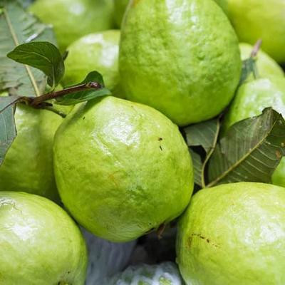 BDSresolve Guava seeds hybrid all seasons PACK OF 37 Seed(37 per packet)