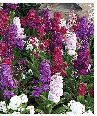 KANAYA Stock Matthiola Incana Double Mix Flower Seed(20 per packet)