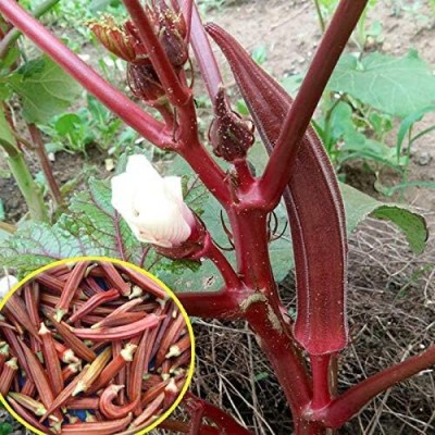 KNESSiN Okra !! Imported RED Variety-{600 Seeds} Seed(600 per packet)