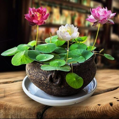 LPR LOTUS,KAMAL Seed(50 per packet)
