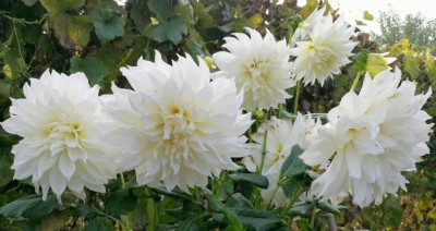 CYBEXIS Rare White Dahlia Pompon Flower Seeds Seed(1 g)