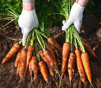 WILLVINE Carrot Kometa F1 Seeds - Daucus carota-[1000 Seeds] Seed(1000 per packet)