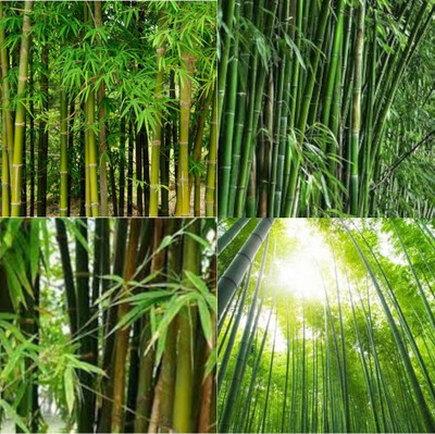 ibains Bamboo seeds for gardening bij 250 Seed(250 per packet)