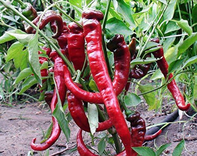 Biosnyg Jimmy Nardellos Long Pepper Seeds For Kitchen Gardening-(2000 Seeds) Seed(2000 per packet)