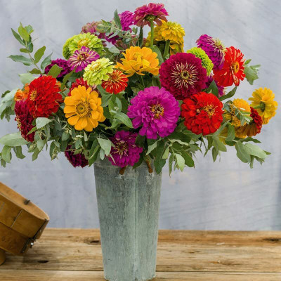 Aywal Zinnia Seeds Rainbow Colorful Seed(90 per packet)